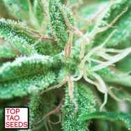 Top Tao Seeds Sativa Samaddhi